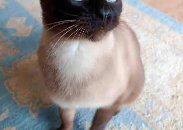 Rooftop En Centre Appartement